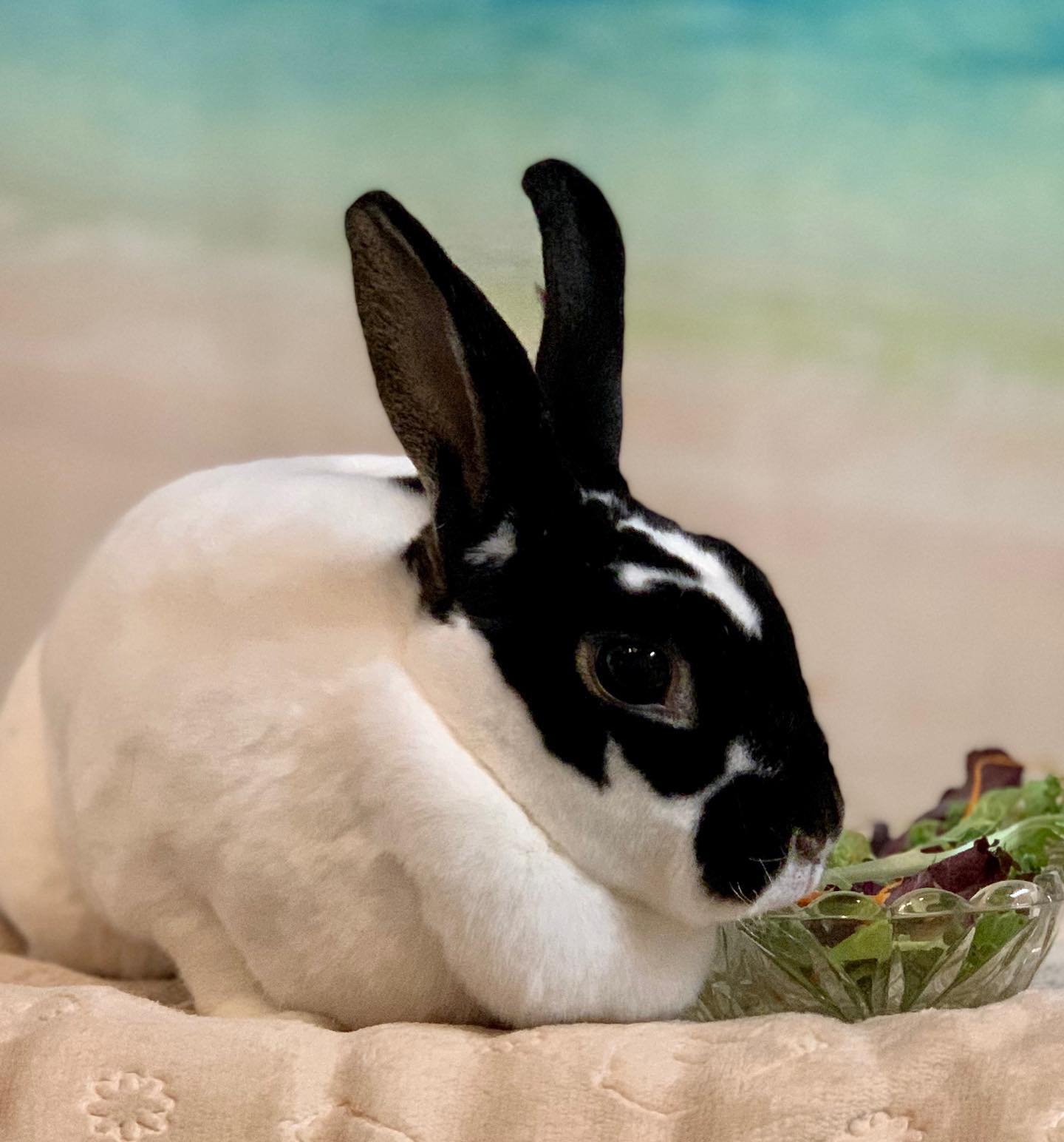 New Bunny Family Member F.U.R [ Friends of Unwanted Rabbits ]