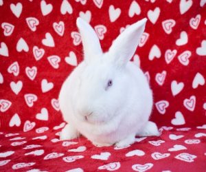 Tags animal testing survivor Archive  [ Friends of Unwanted Rabbits ]