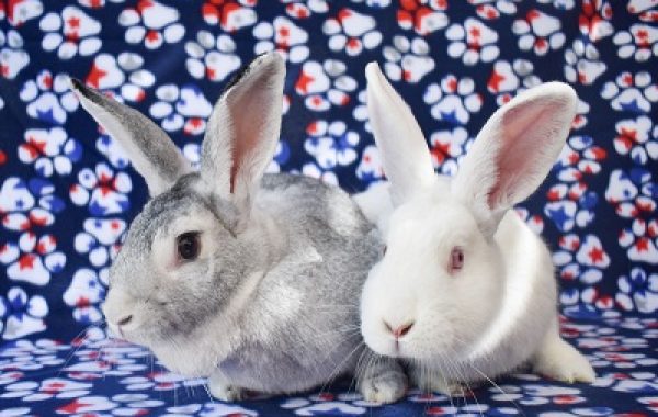Dollie & Pollie
