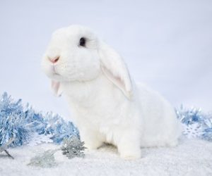 Snowdrop