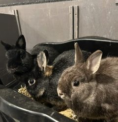 Mojo & Jojo & Emo