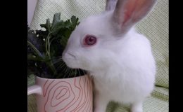 winnie home page