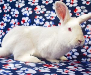 Casper