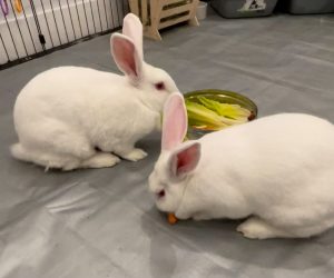 ReRa & Jessie