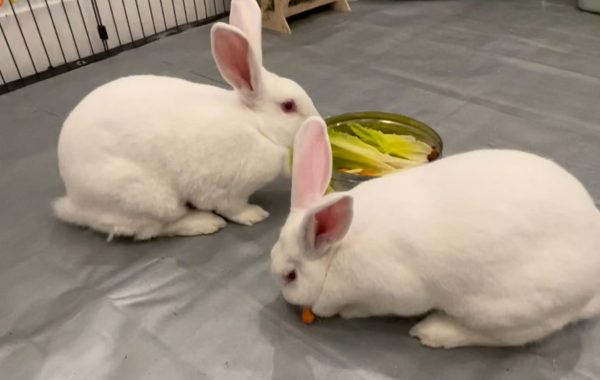 ReRa & Jessie
