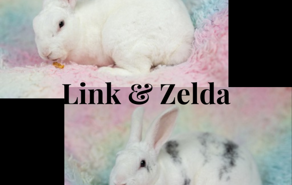 Link & Zelda