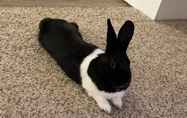 Hans