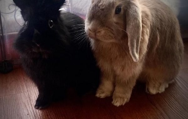 Pippa & Mystery