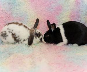 Arlo & Luna