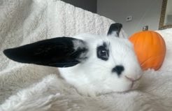 Oreo