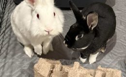 j & S