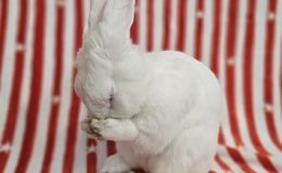 snoopy praying