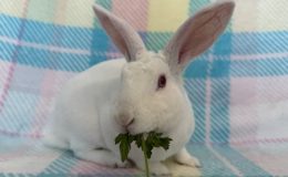 fauna 2