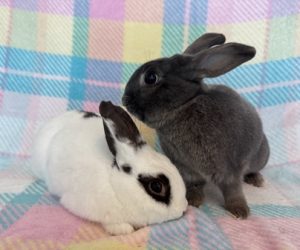 Blue and Jingles