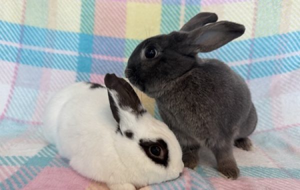 Blue and Jingles