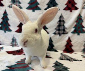 Merry