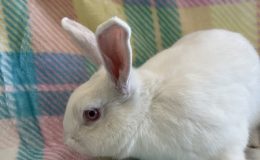 sven