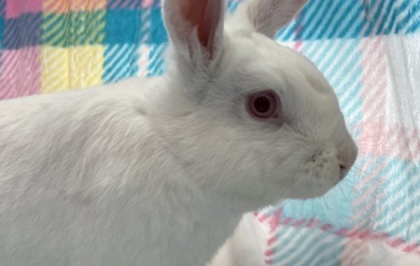 Sven