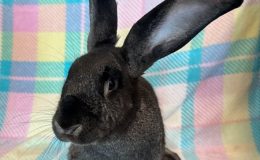 poppy profile