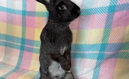 poppy standing