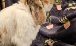 pj a