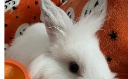 Minnie – 16