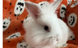 Minnie – 23
