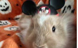 Minnie – 7