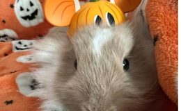 Minnie – 4
