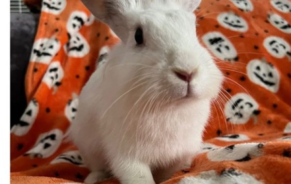 Nala