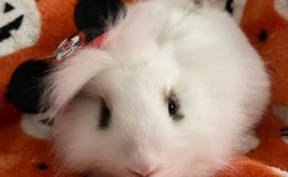 Minnie – 12