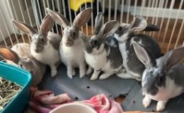 mini rex babies