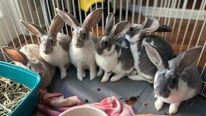 Mini Rex Babies