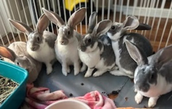 Mini Rex Babies
