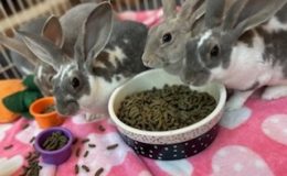 mini rex babies a