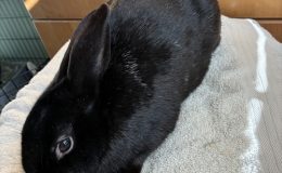 F22 Black with white ticking