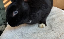 F44 black white broken dutch blue eyes