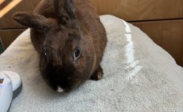 F52 black white spot on nose