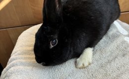 F58 black white broken dutch