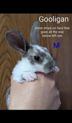 Gooligan