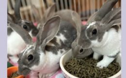 Lavender Minimalist Local Travel Carousel Instagram Post – 1