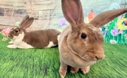 pipsqueak & Wee Bee Little