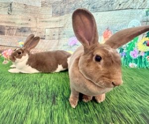 Pipsqueak & Wee Bee Little