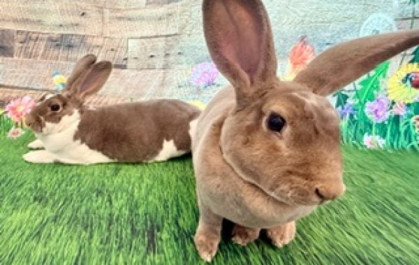 Pipsqueak & Wee Bee Little