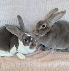 Pipsqueak & Wee Bee Little