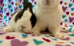 Rupert & Pearly a