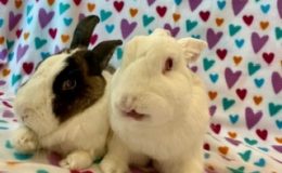 Rupert & Pearly ab