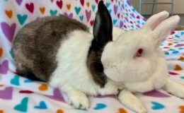 Rupert & Pearly ac