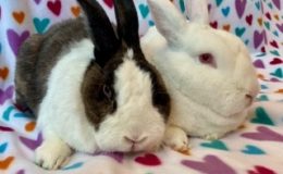 Rupert & Pearly ae