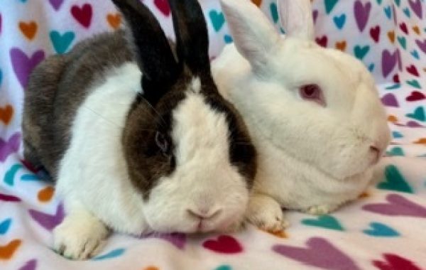 Rupert & Pearly